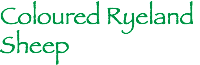 Coloured Ryeland Sheep