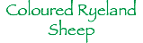 Coloured Ryeland
Sheep